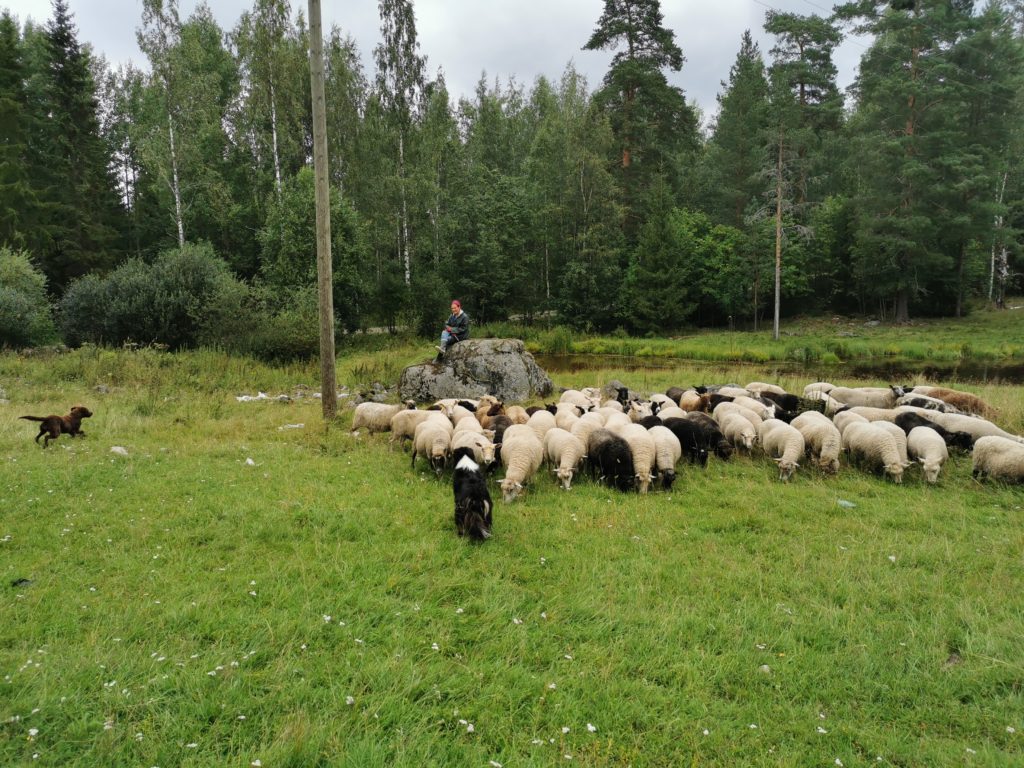 Sinikka und die Schafe